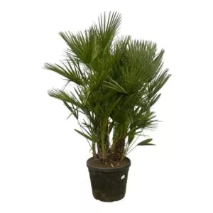 Chamaerops Humilis multi stam