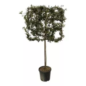 Quercus ilex boom op rek