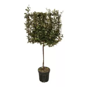 Eleagnus Ebbingei boom op rek