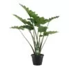 Alocasia Portodora