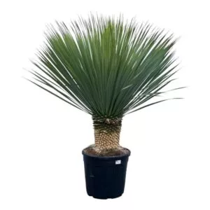 Yucca Rostrata