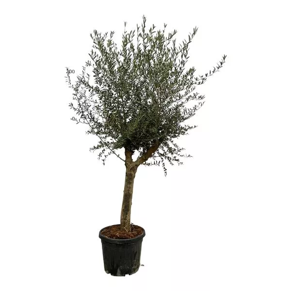 Olea Lorc