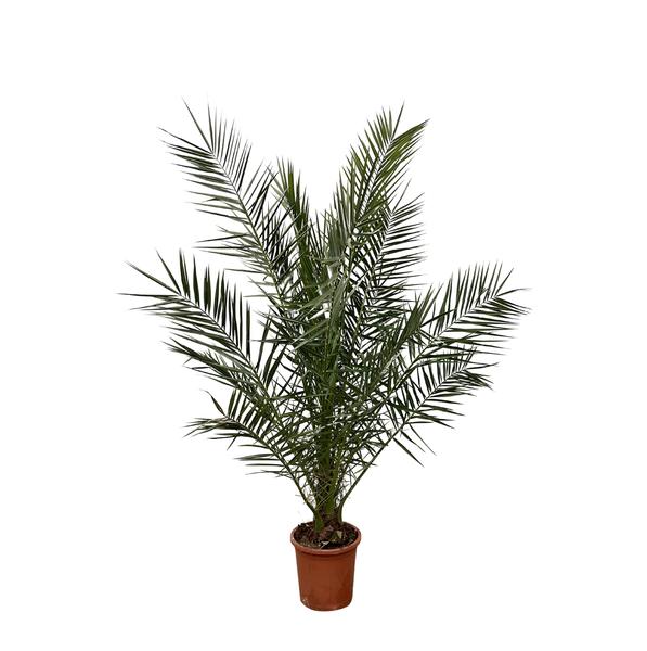 Phoenix Canariensis