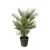Chamaerops Humilis struik