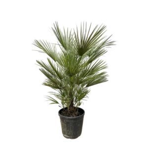 Chamaerops Humilis struik