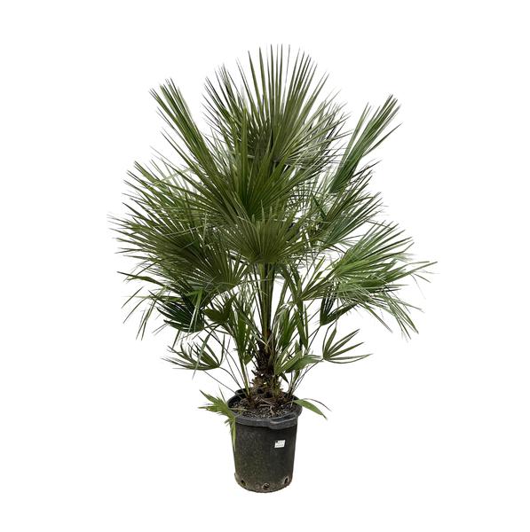 Chamaerops Humilis struik