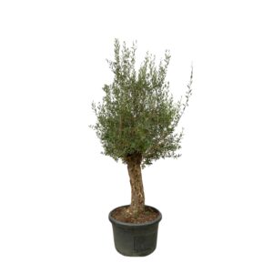 Olea Europaea Bonsai - 250cm- Ø65
