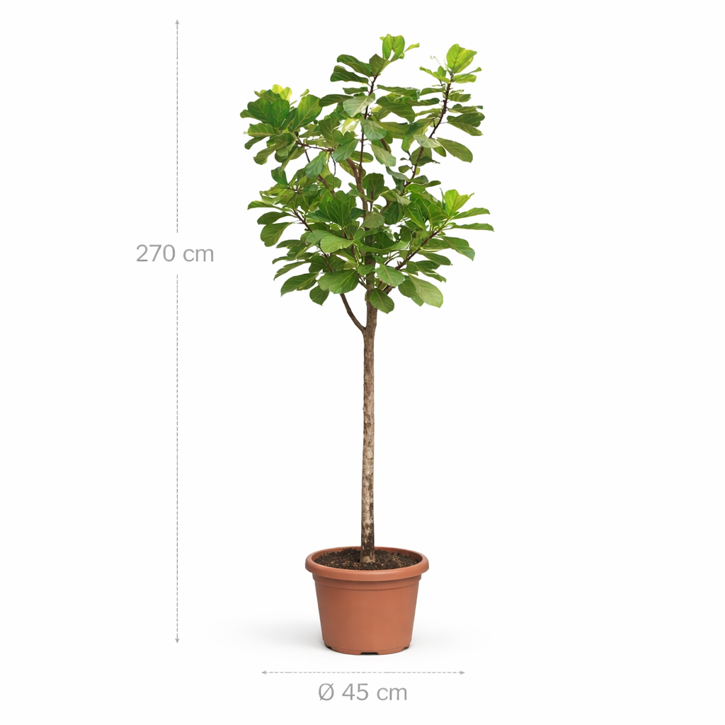 Ficus Lyrata boom XXXL - 270cm - ø45