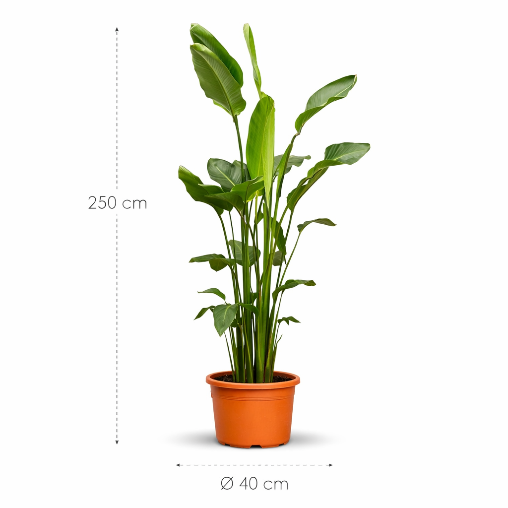 Strelitzia Nicolai – 250 cm