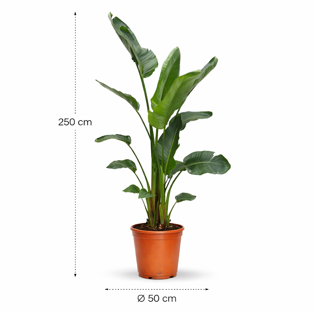 Strelitzia Nicolai – 250 cm_1 Strelitzia Nicolai – 250 cm_1