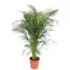 Dypsis Lutescens (Areca Palm) - 150 cm - ø30