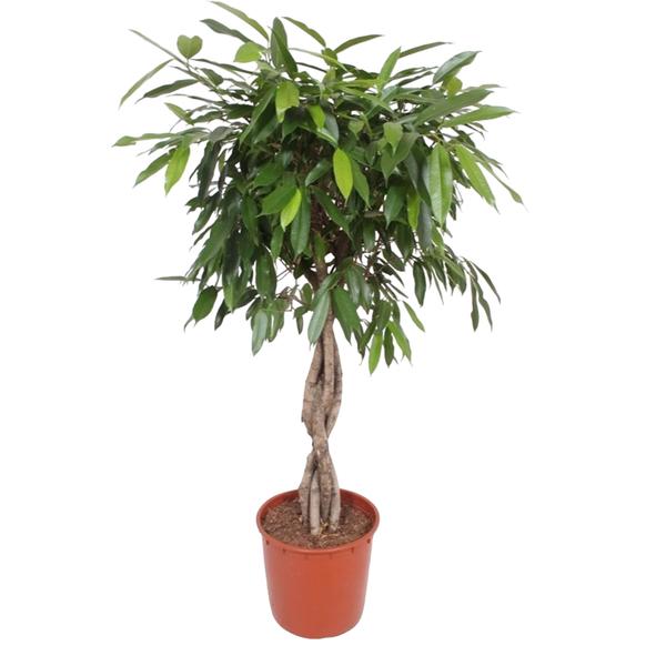 Ficus Amstel King