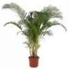 Dypsis Lutescens (Areca Palm)- 240 cm - ø48