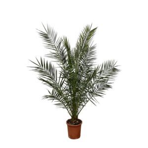 Phoenix Canariensis