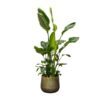 Strelitzia Nicolai de luxe