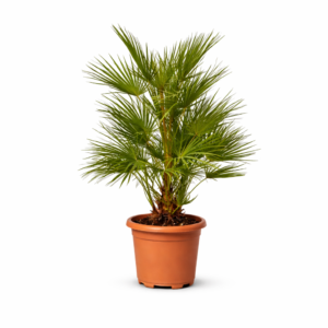 Chamaerops Humilis – 130 cm