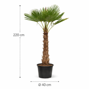 Trachycarpus fortuneii 220 cm