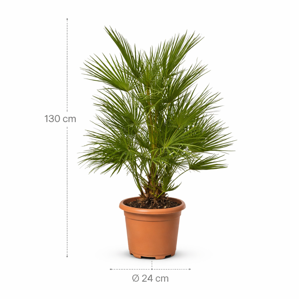 Chamaerops Humilis - 130 cm - ø24 cm