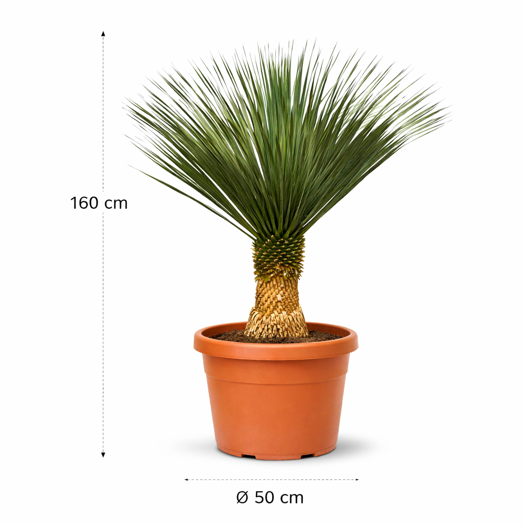 Yucca Rostrata - 160 cm - ø50 cm