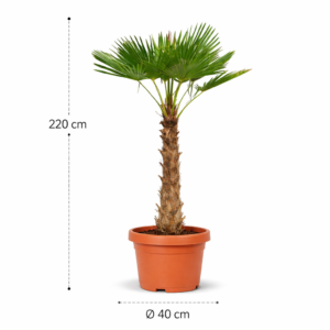 Trachycarpus fortuneii 220 cm