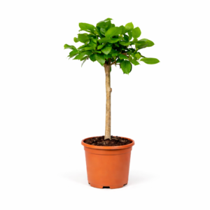 Ficus Altissimo variegata – 100 cm