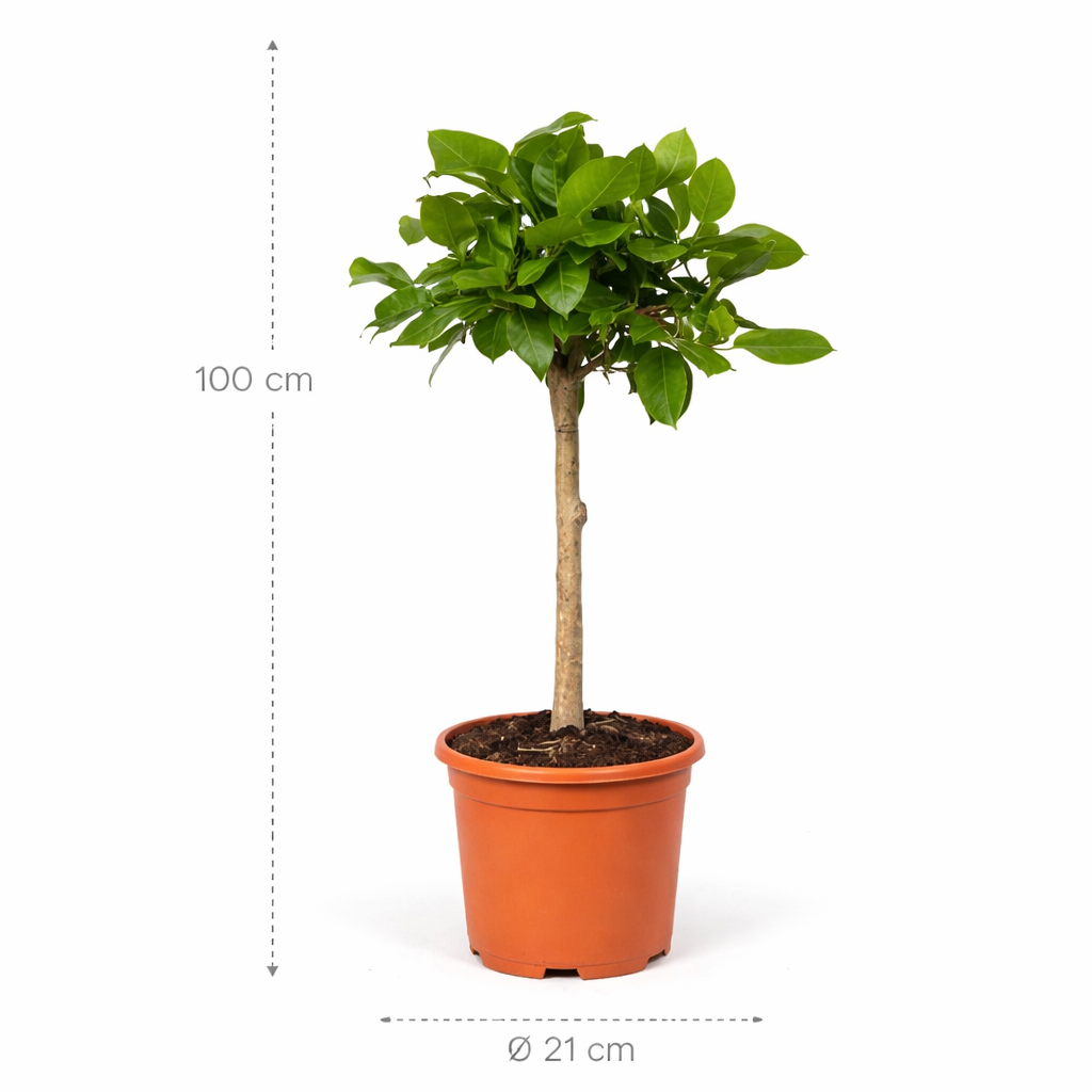 Ficus Altissimo variegata – 100 cm