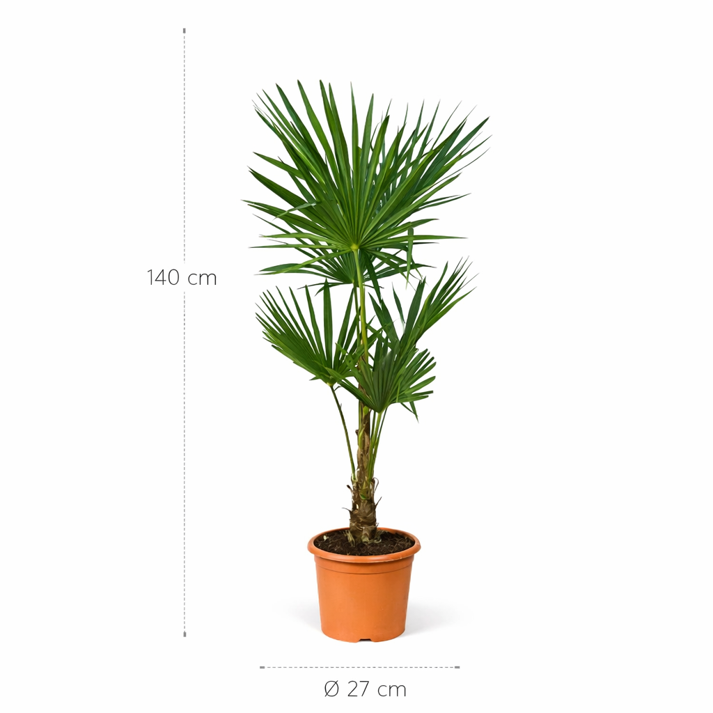 Trachycarpus Fortunei – 140 cm