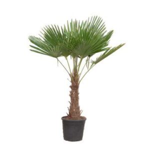 Trachycarpus Fortuneii - 190 cm - Ø40cm