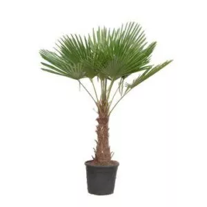 Trachycarpus Fortuneii - 190 cm - Ø40cm