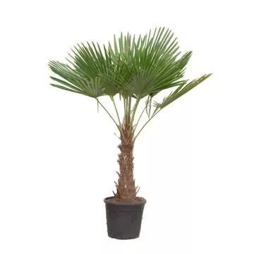 Trachycarpus Fortuneii - 190 cm - Ø40cm