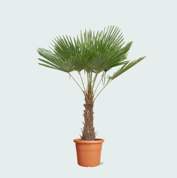 Trachycarpus Fortuneii