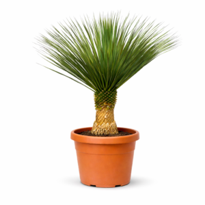 Yucca Rostrata – 160 cm