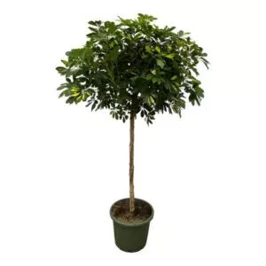 Schefflera Gold Capella stam