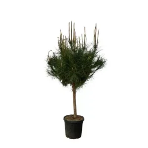 Pinus Pinea