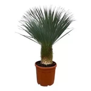 Yucca Rostrata