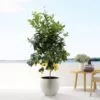 Fruitboom pakket