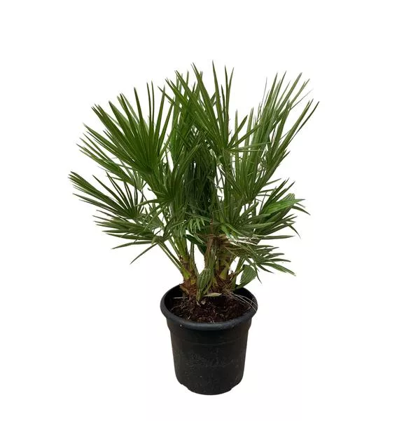 Chamaerops Humilis struik