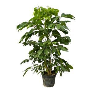 Schefflera Amate