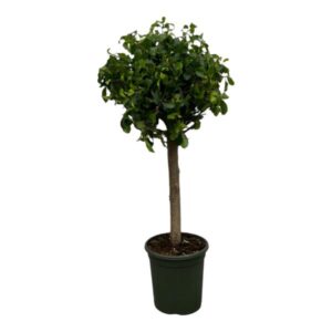 Ficus Nitida op stam 