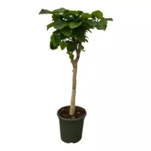 Ficus Umbellata stam