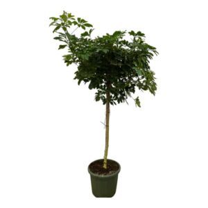 Schefflera Nora stam