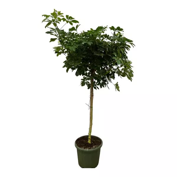 Schefflera Nora stam