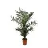 Phoenix Canariensis - 130 cm- ø20 cm