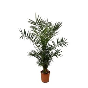 Phoenix Canariensis - 130 cm- ø20 cm