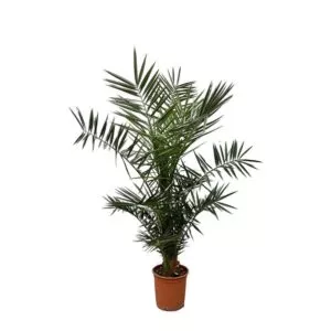 Phoenix Canariensis - 130 cm- ø20 cm