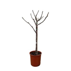 Ficus Carica op stam
