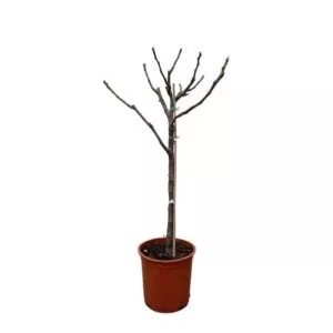 Ficus Carica op stam