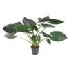 Alocasia Wentii - 120 cm - ø32 cm