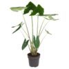 Alocasia Zebrina - 130 cm - ø32 cm