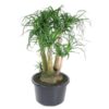 Beaucarnea vertakt